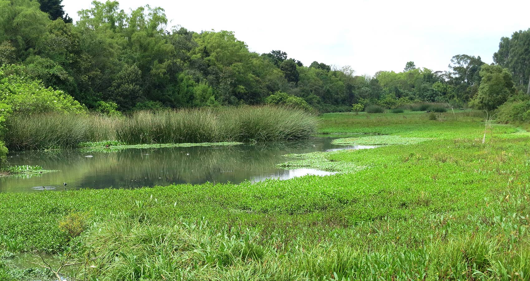 Parque Ecológico Distrital de Humedal La Conejera
