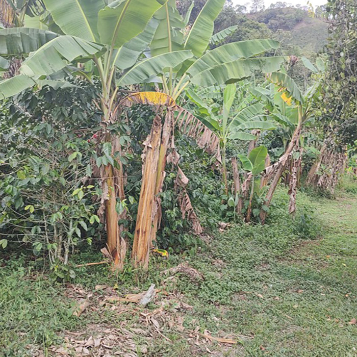 Tour de Café en una Finca Cafetera