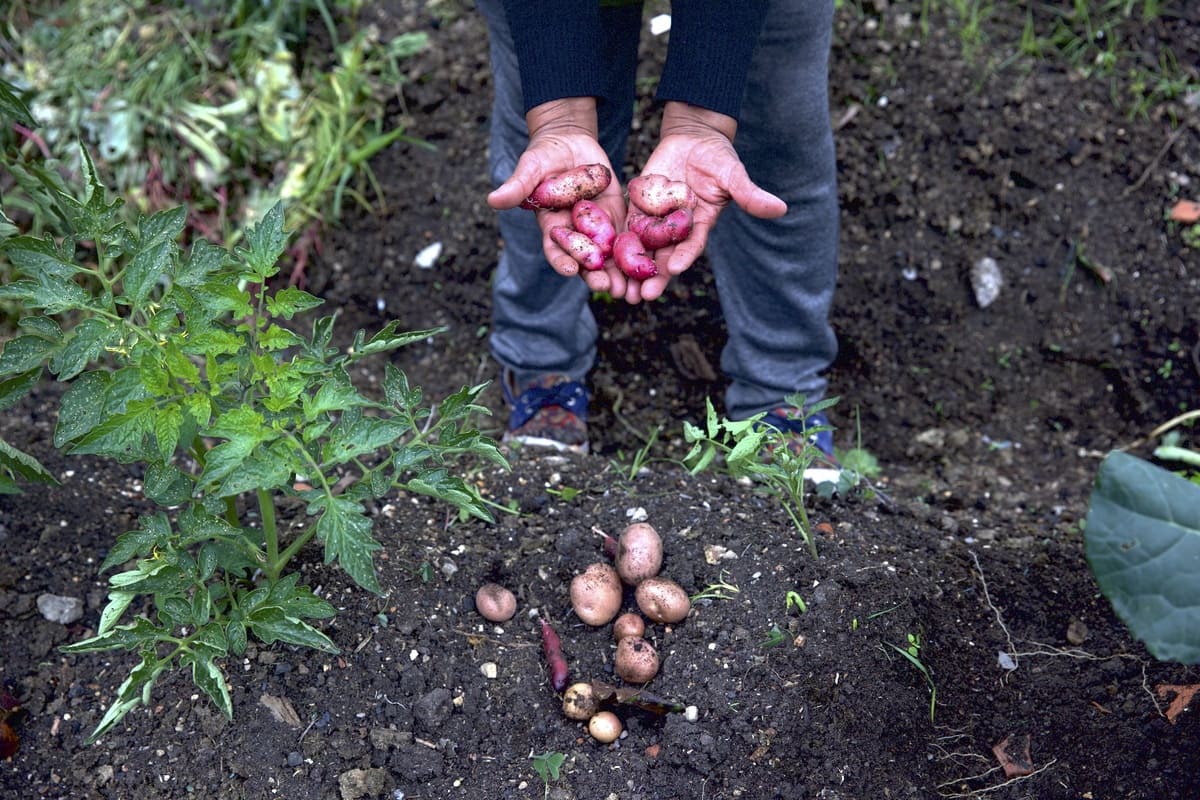 Papas moradas sembradas de forma tradicional en la huerta Guerreras y Guerreros. Foto. Juan José Sotelo - IDT