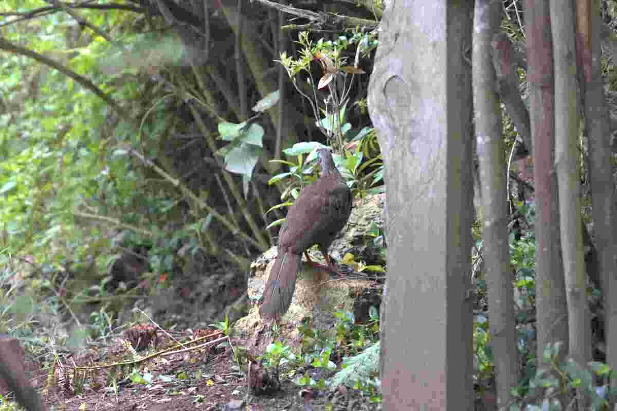 La Pava Andina es una especie que se puede contemplar en esta huerta. Fotografía: Juan José Sotelo - IDT