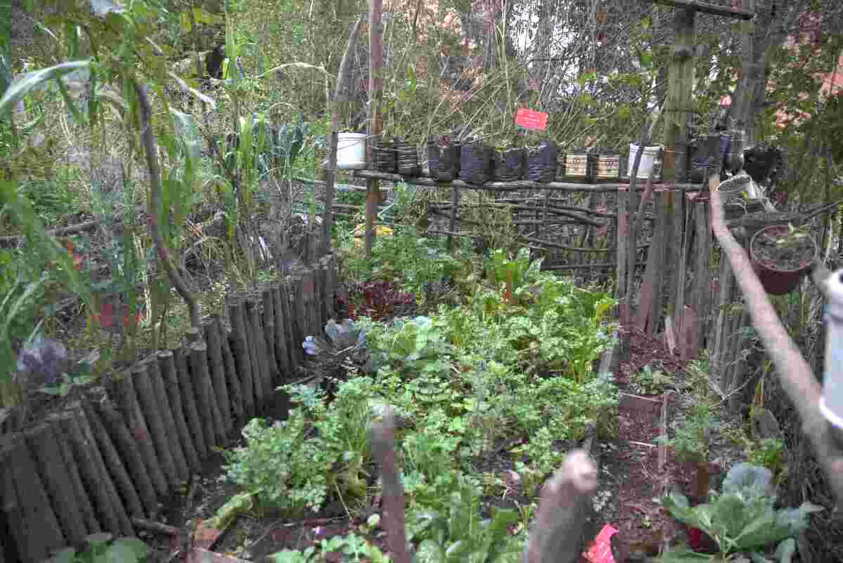 Semilleros de la Huerta Lupita, donde hay sembradas varias especies de aromáticas. Foto: Juan Sotelo - IDT.