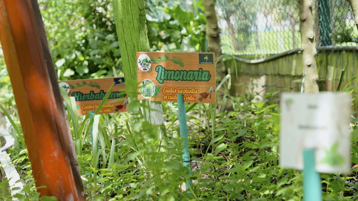 Aromáticas que son sembradas en la Huerta Marsella. Foto. Juan Sotelo - IDT