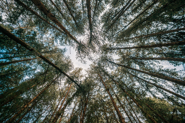 Bosque de los pinos, lugar donde comienza a verse una pequeña vista de Bogotá. Foto: Diego Cuevas - IDT