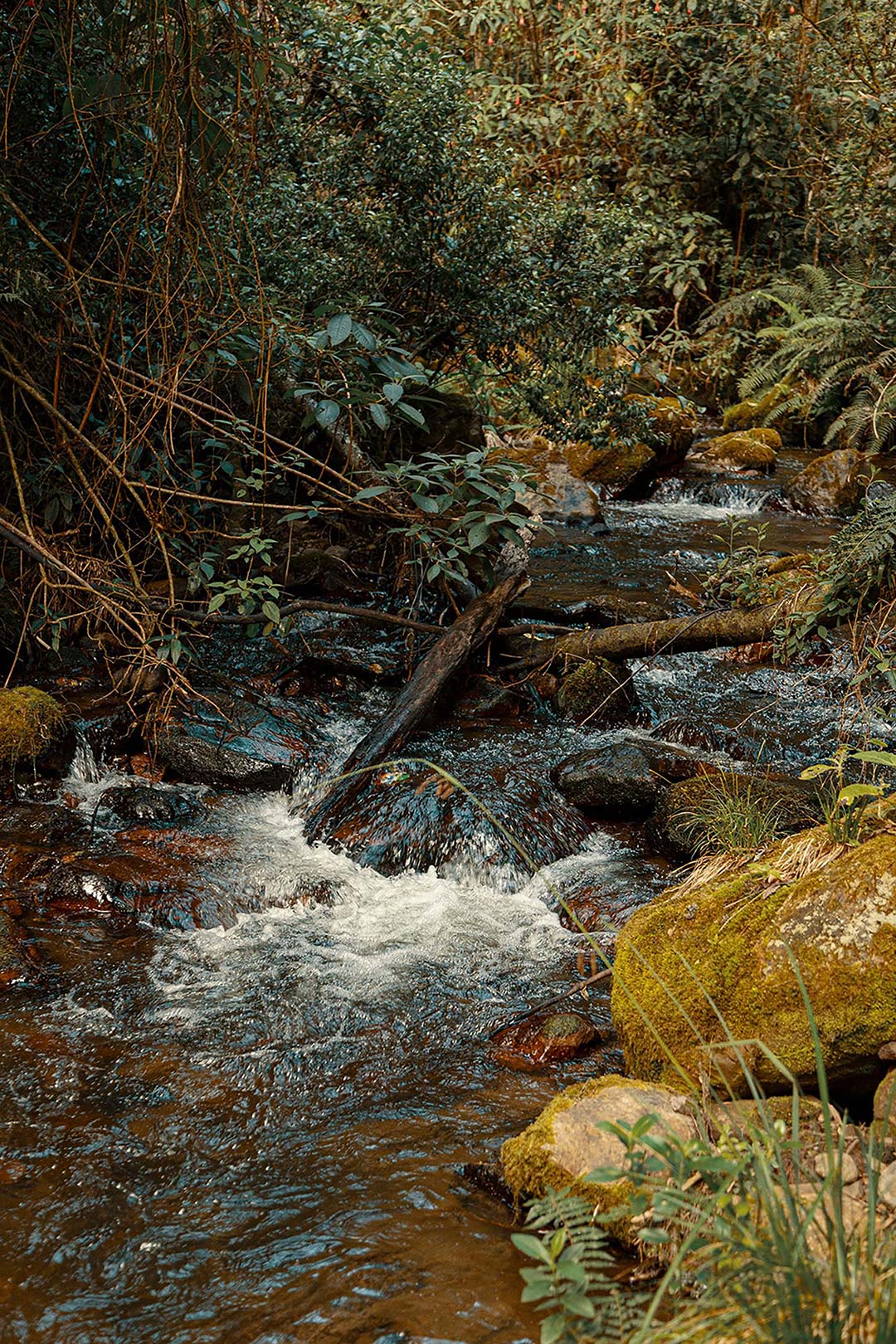 Agua cristalina de la cascada Chusque y río Vicachá. Foto: IDT