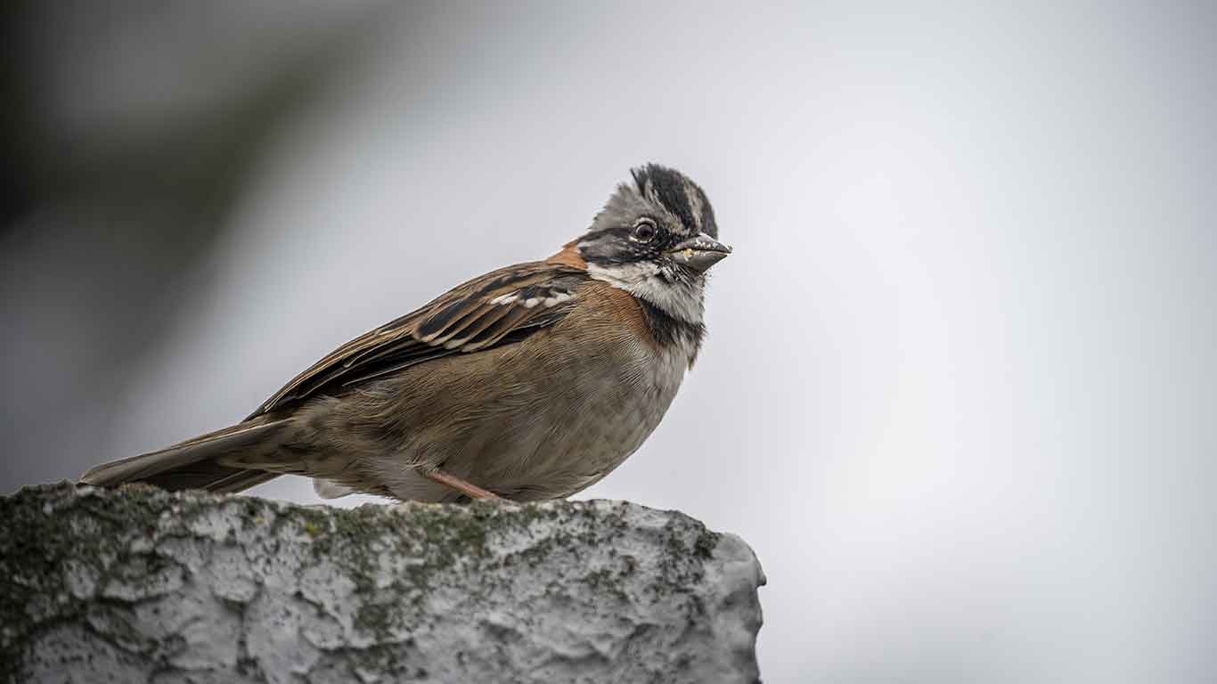 Humedal Torca - Guaymaral