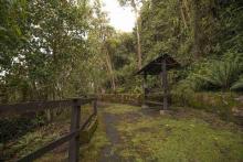 One of the trails you can walk on your visit to Monserrate. Photo by Ricardo Báez, Bogotá Tourism Office